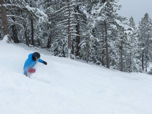 masella2